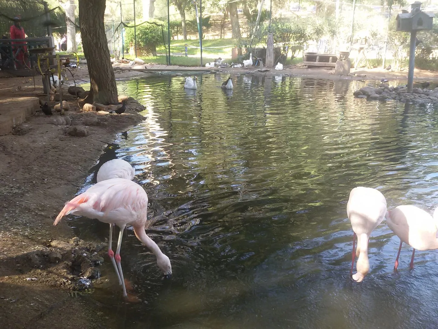 Maroko | Flamingi w parku ptaków Vallée des Oiseaux w Agadirze