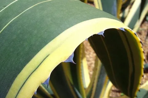 Maroko | Agave americana