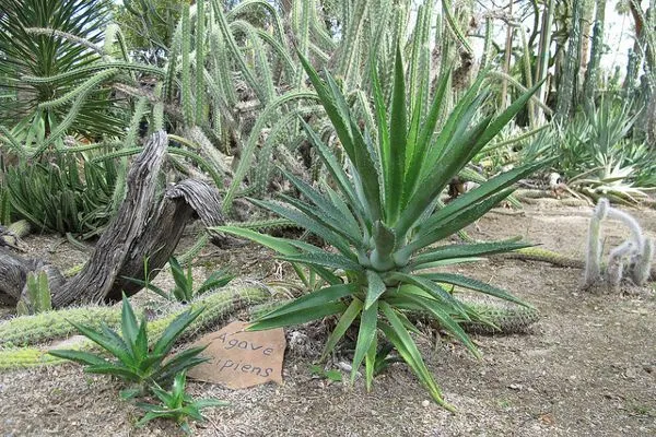 Maroko | Agave decipiens