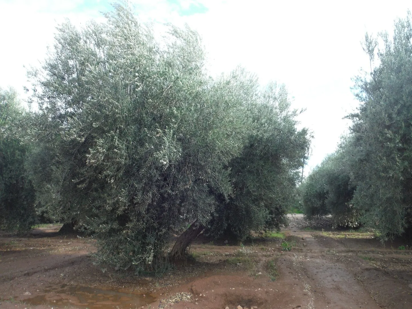 Maroko | Drzewa oliwne w ogrodach Menara w Marrakeszu