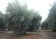 Maroko | Drzewa oliwne w ogrodach Menara w Marrakeszu