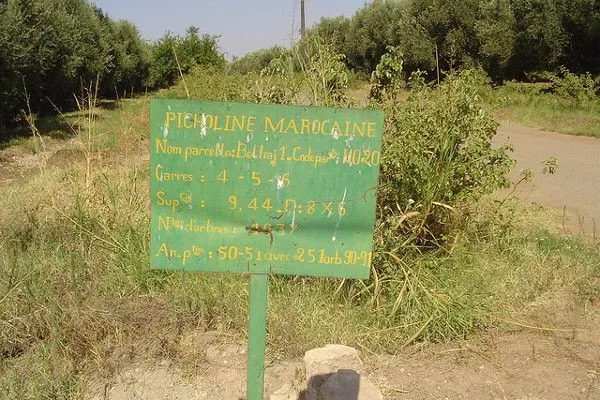 Plantacja oliwek w Maroku