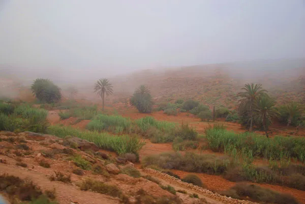 Maroko | Mgła nad gajem palmowym