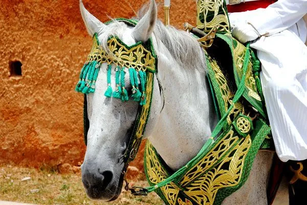 Maroko | Marokańskie obrazki