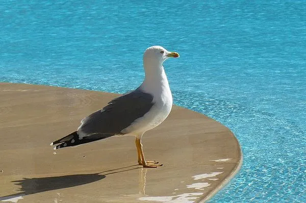 Maroko | Essaouira – kurort leżący na marokańskim wybrzeżu Atlantyku