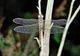Samica husarza wędrownego (Anax ephippiger) na gałązce