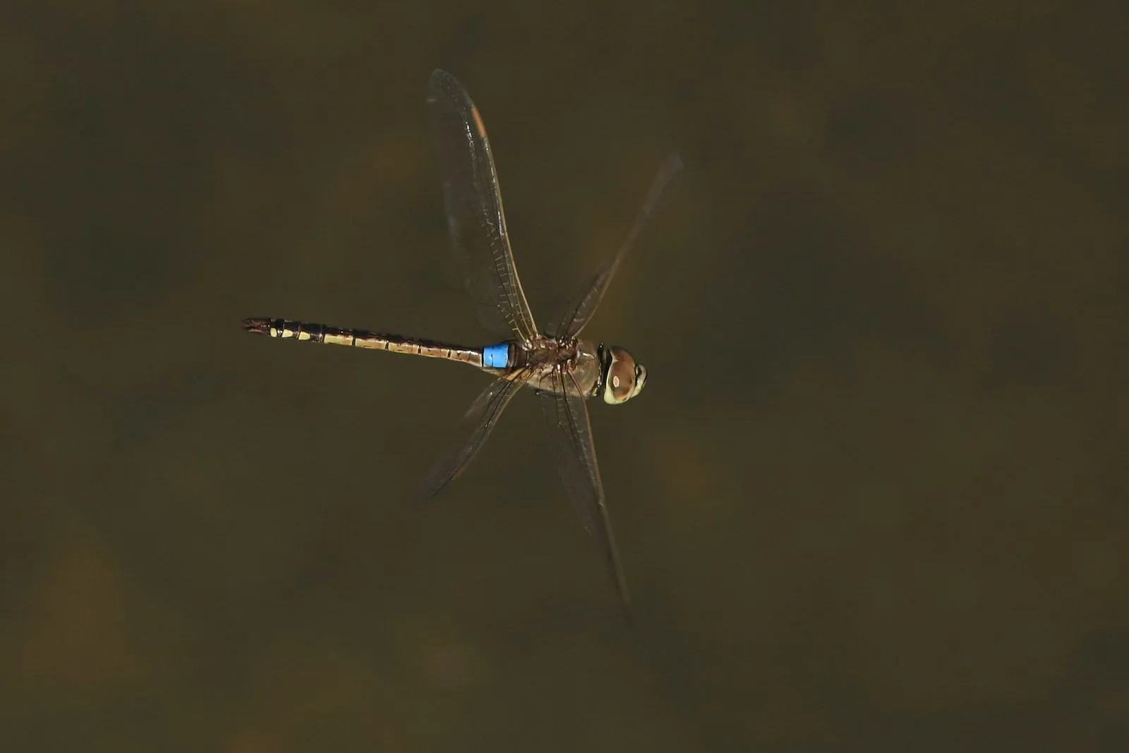 Samiec husarza wędrownego (Anax ephippiger) w locie