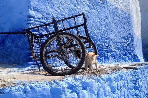 Maroko | Mały mieszkaniec Chechauan