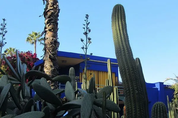 Maroko | W ogrodzie Majorelle znajdują się rośliny przywiezione z wielu zakątków świata