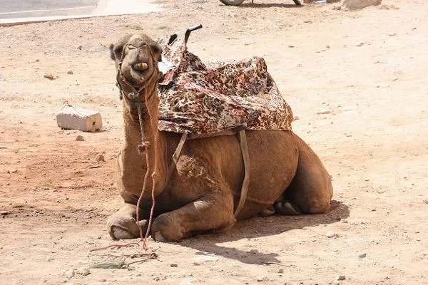 Maroko | Mieszkaniec Agadiru