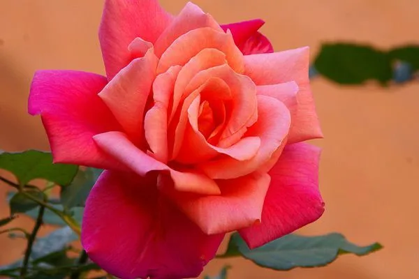 Maroko | Święto róż ma miejsce co roku w maju