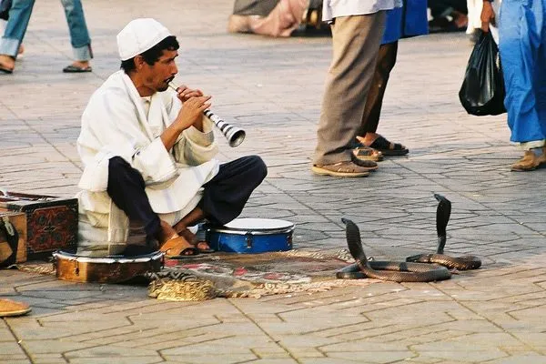 Maroko | Zaklinacz węży