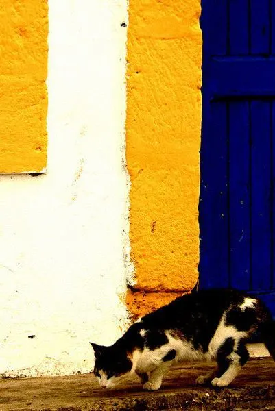 Maroko | W Maroku, niemal na każdym kroku spotkać można błąkające się koty