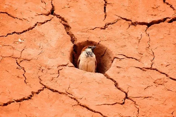 Maroko | W Maroku występuje ponad 200 gatunków ptaków