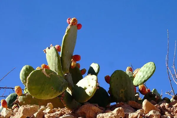 Maroko | Kaktusy, choć nie są rdzenną roślinnością Maroka, wystepują tu dość licznie