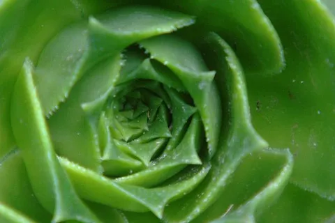 Maroko | Majorelle - ogród botaniczny w Marrakeszu