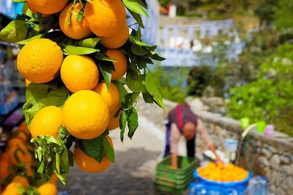 Maroko | Maroko nazywane jest królestwem cytrusów