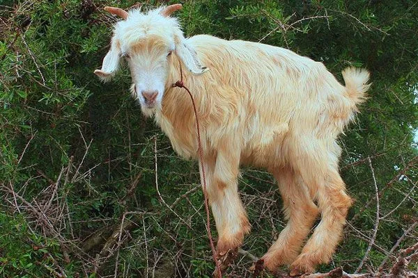 Maroko | Mała kózka w arganowym raju