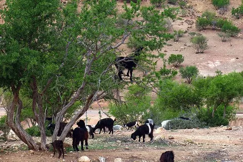 Maroko | Argania żelazna to gatunek endemiczny, który występuje tylko w regionie Sus (południowe Maroko)
