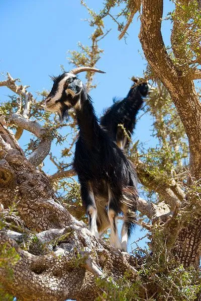 Maroko | Kozy chętnie wspinają się po poskręcanych i pochyłych pniach arganii