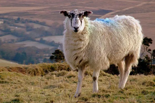 Maroko | Dzień Barana, czyli Aid El Kabir to jedno z najważniejszych świąt w kalendarzu muzułmańskim