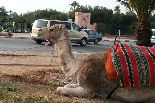 Maroko | Wielbłąd odpoczywający tuż przy drodze 