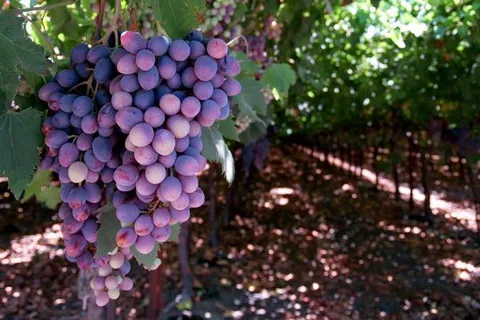 Maroko | Maroko stało się jednym z największych producentów wina w świecie islamskim