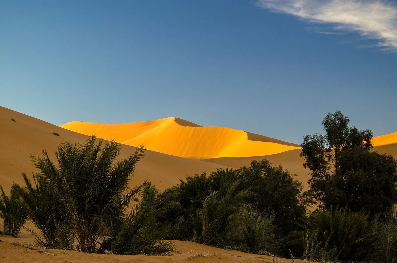 Maroko | Palmy oazy na tle wydm Erg Chebbi w Merzudze