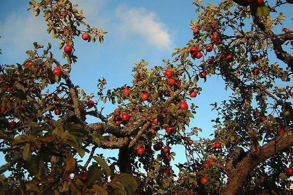 Maroko | Każdego roku w miasteczku Midelt odbywa się festiwal jabłek