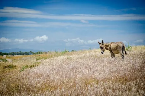 Maroko | Aby dokonać rejestracji wystarczy wejść na stronę https://odyseusz.msz.gov.pl