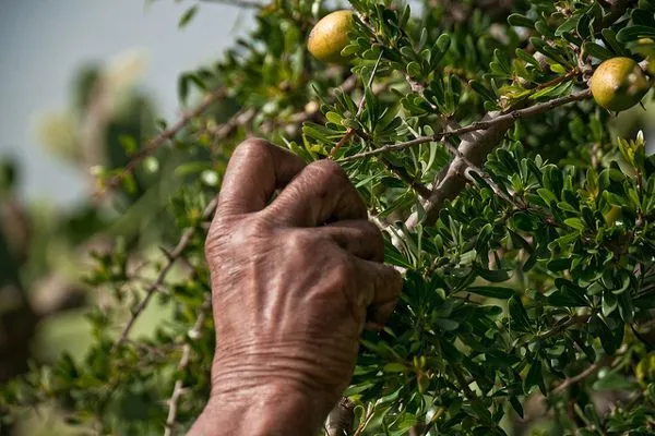 Maroko | Owoce arganowca