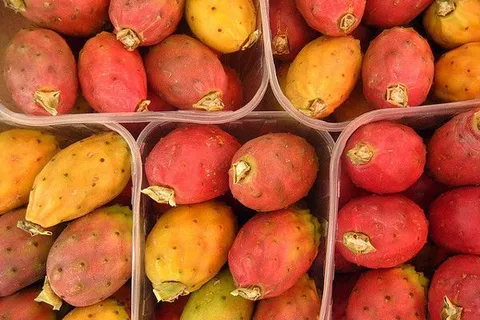 Maroko | Owoce opuncji są nie tylko smaczne, ale i bardzo zdrowe