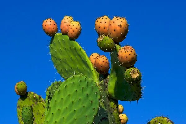 Maroko | Owoce opuncji są wizytówką Maroka