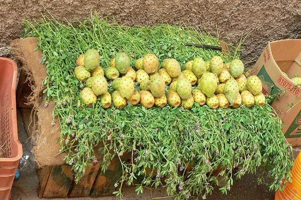 Maroko | Owoce opuncji można kupić na każdym bazarze