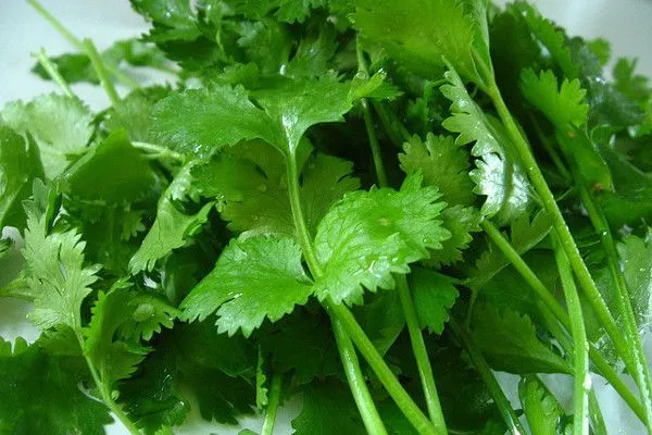 Maroko | Świeża kolendra