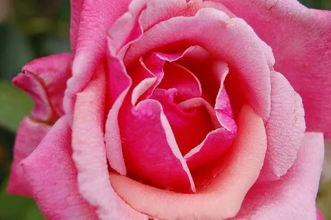 Maroko | Róża od zawsze kojarzy nam się z symbolem piękna