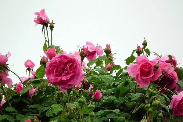 Maroko | Jednym z największych eksporterów róż jest Maroko