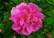Róża damasceńska (Rosa damascena)