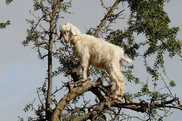 Maroko | Częstym widokiem są kozy skaczące po drzewach arganowych
