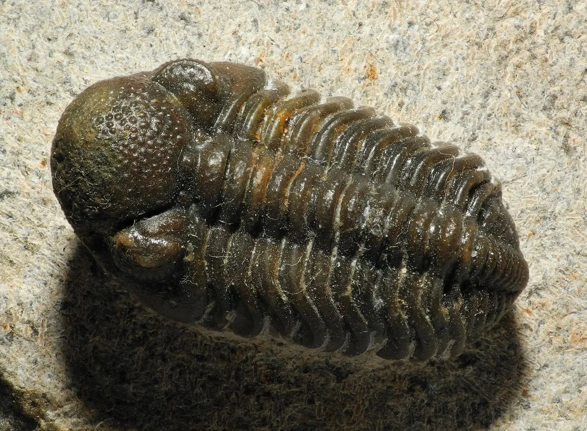 Maroko | Skamieniałość trylobita (Phacops) z Maroka