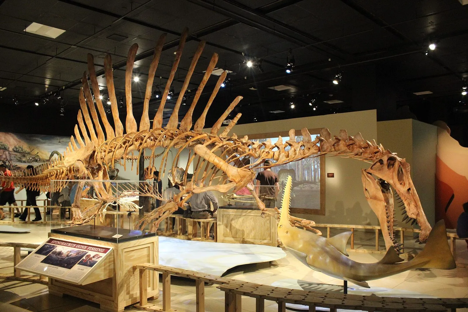 Szkielet spinozaura – dinozaura znanego ze skamieniałości z Maroka (wystawa w Waszyngtonie)