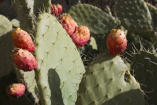 Maroko | Wzgórza wokół Tiznit i Tafraoute pokryte są kaktusami