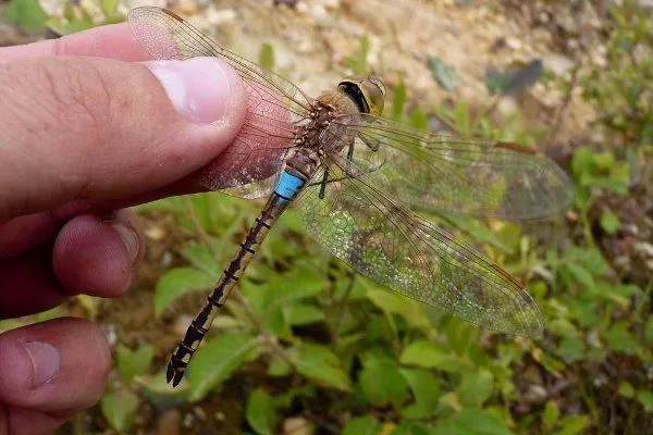 Maroko | Husarz zbrojny - spotykany w Maroku i w Polsce