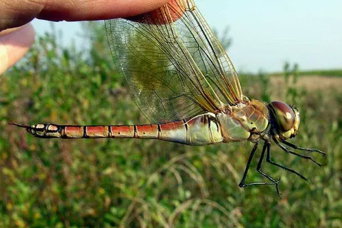 Maroko | Samica husarza zbrojnego