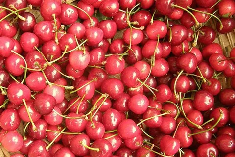 Maroko | Festiwal wiśni w Sefrou odbywa się w czerwcu