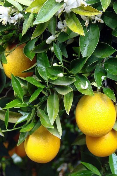 Maroko | Ilma Zhar to kwiatowy hydrolat, powstający jako uboczny produkt procesu destylacji płatków kwiatów gorzkiej pomarańczy