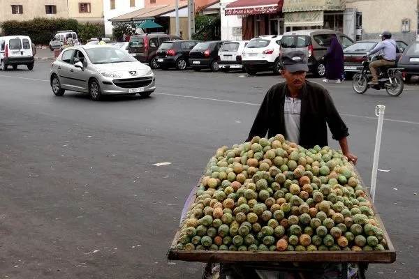 Maroko | Za 1 DH kupimy opuncję figową
