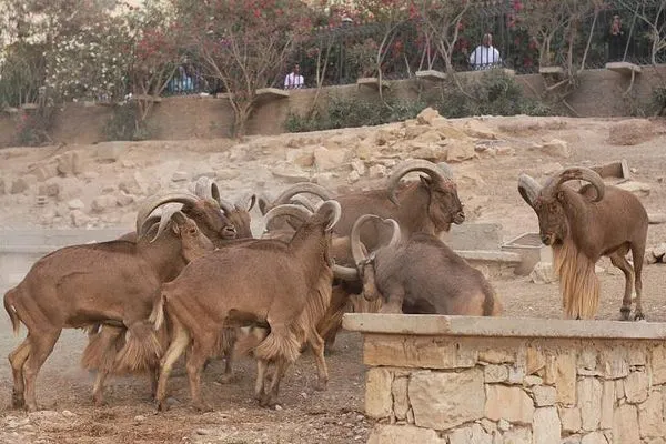 Maroko | Ogród zoologiczny Vallee des Oiseaux